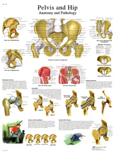 Fabrication Enterprises - From: 12-4617L To: 12-4617P - Anatomical Chart hip & pelvis, laminated