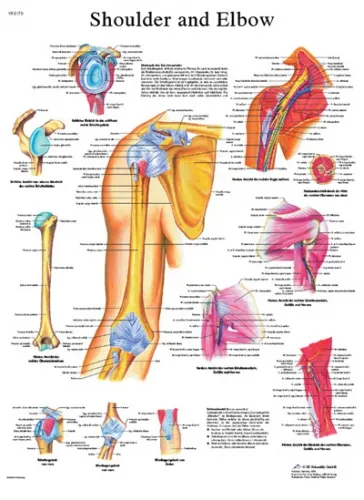 Fabrication Enterprises - From: 12-4619L To: 12-4619P - Anatomical Chart shoulder & elbow, laminated