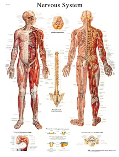Fabrication Enterprises - From: 12-4628L To: 12-4629P - Anatomical Chart nervous system chart, laminated