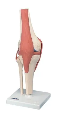 Fabrication Enterprises - 12-4515 - 3b Scientific Anatomical Model - Functional Knee Joint, Deluxe - Includes 3b Smart Anatomy