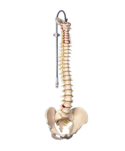 Fabrication Enterprises - 12-4529 - 3b Scientific Anatomical Model - Flexible Spine, Classic, With Male Pelvis - Includes 3b Smart Anatomy