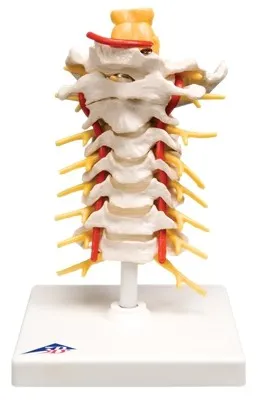 Fabrication Enterprises - 12-4539 - 3b Scientific Anatomical Model - Cervical Spinal Column - Includes 3b Smart Anatomy
