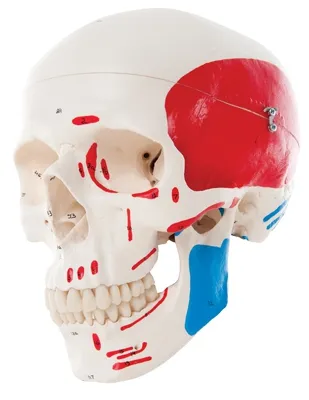 Fabrication Enterprises - From: 12-4549 To: 12-4554 - Anatomical Model classic skull, 3 part painted