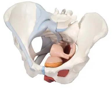 Fabrication Enterprises - 12-4574 - 3b Scientific Anatomical Model - Female Pelvis, 4-part With Ligaments - Includes 3b Smart Anatomy