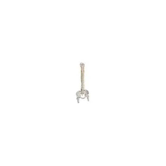 American 3B Scientific - From: A59/1 To: A59/8 - Lifetime Flexible Spine with