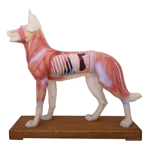 AcuZone - Model-Dog(XC-601) - Xc-601:  Dog Acupuncture Model