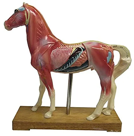 AcuZone - Model-Horse(XC-602) - Xc-602  : Horse Acupuncture Model