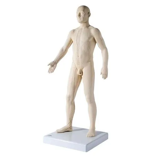 American 3B Scientific - From: N30 To: N31 - Acupuncture Model Male