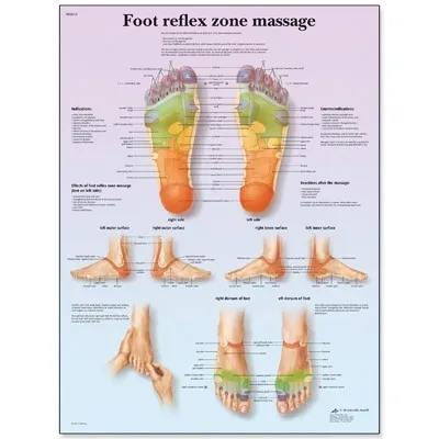 American 3B Scientific - From: VR1810L To: VR1810UU - Foot Reflex Zone Massage Chart_EN_L