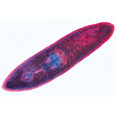American 3B Scientific - W13001P - Protozoa - Portuguese Slides