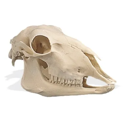 American 3B Scientific - From: W19010 To: W19011 - Sheep Skull (Ovis aries)