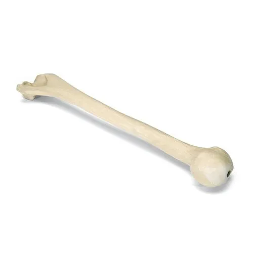 American 3B Scientific - From: W19125 To: W19135 - ORTHOBone Humerus, right