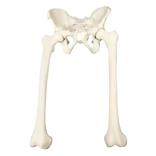 American 3B Scientific - From: W19148 To: W19150 - ORTHOBone Full pelvis with femurs